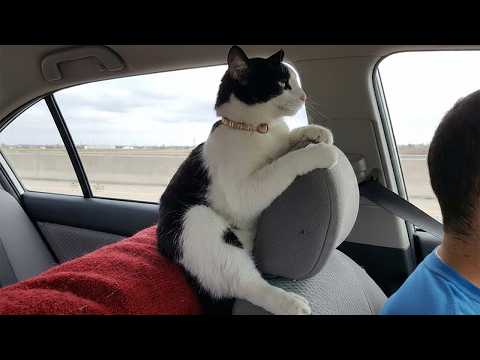 One of The Funniest CATS Videos Ever! 🤣 NEW Funny Cats Video