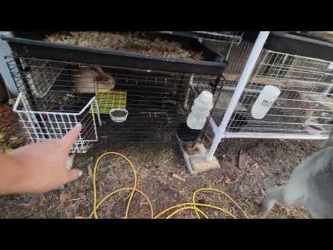 Updated Rabbitry tour (Creme D'argents, Lilacs, Thrianta)