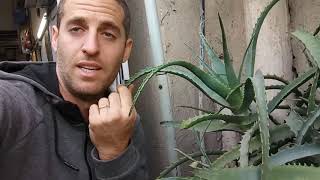 גידול אלוורה