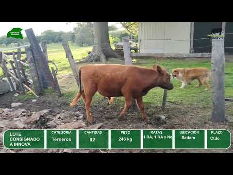Video del lote L0-000843