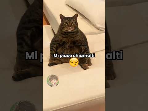 Gatto panzone 🐱 EP. 53