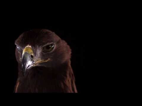 Golden Eagle Slowmotion (Music by LIAM)