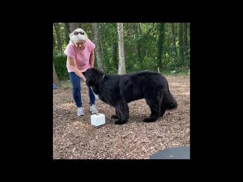 Nadira trick level 2