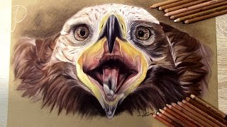 "Dyami" - Golden Eagle | Bird of Prey - Pastel Speed Art Drawing Painting