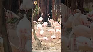 Flamingo Sounds (Flamingos In Hong Kong Park)