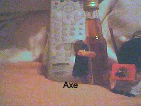 Deal ( Flotter Rammler)