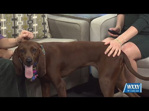 WXXV Pet of the Week: Winnie is looking for a forever home!