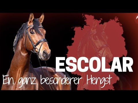Escolar 🏆 | Vom Fohlen zum Grand Prix Pferd | Ein spannender Weg bis zur Spitze!