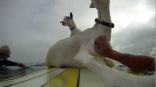 Surfing Goats
