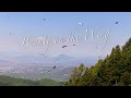 Preview: Beauty on the Wing: Life Story of the Monarch Butterfly