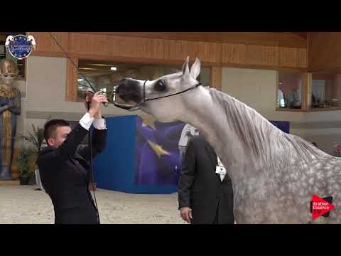 N 52 ZIGI ZARA   European Championship 2019   4 6 Years Old Mares Class 6