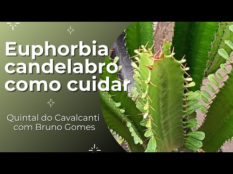, title : 'Dicas simples e fáceis de como cuidar da Euphorbia candelabro ou Euphorbia ingens'