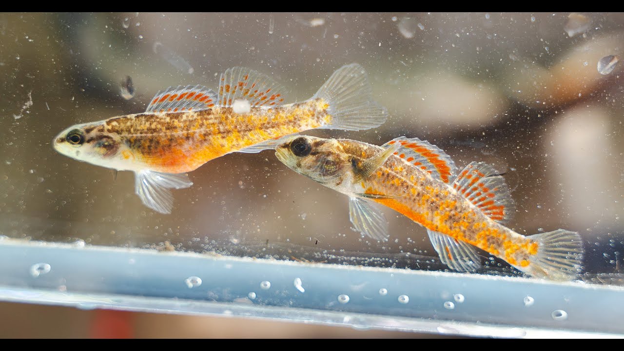 See One Of The Rarest Fish In The World Right Here In Alabama!  [Video]