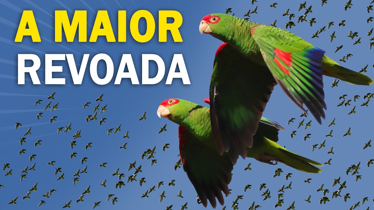 +20 MIL PAPAGAIOS? PASSARINHANDO na Serra Catarinense e a revoada dos papagaios-charões!