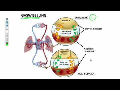 Lewenswetenskappe GR11 Menslike Gaswisseling Deel 2