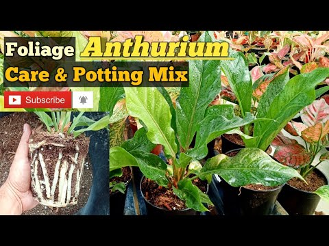 Foliage Anthurium Care & Potting Mix II Card Board Plant Care & Potting Mix II Anthurium Potting Mix