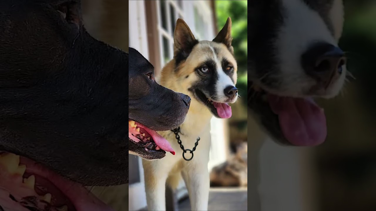 Enlarge Hatchi, a Adoptable mixed breed in San Diego, CA video 6/6