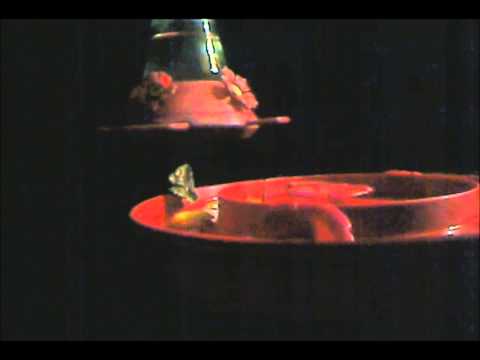 2015/05/21 Mariposa (Ornithos-2)