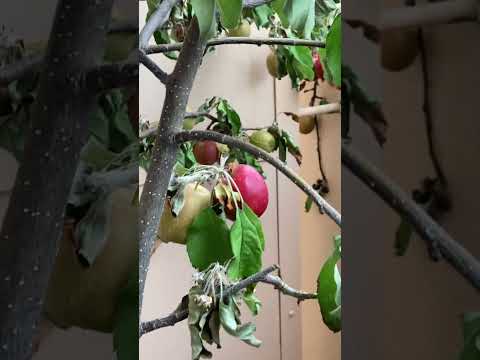 果樹園：一緒に植えてはいけない果樹10本！  庭園