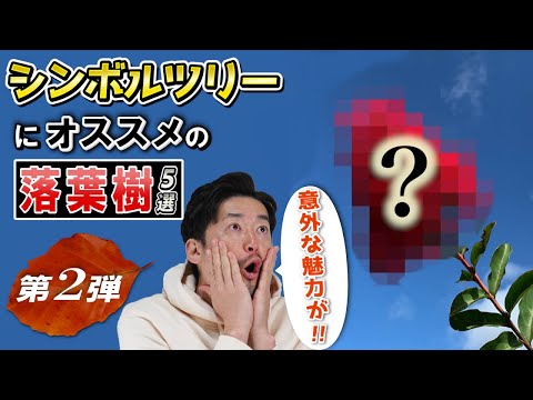 損傷を防ぐ方法 針葉樹 浅い根系 背の高い珍しい葉