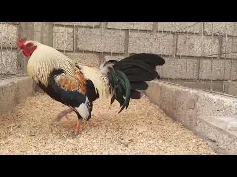 🇲🇽Clement/Roundhead 🇺🇸