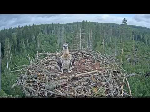 the Osprey chick did wings  exercises, Mom is anxious