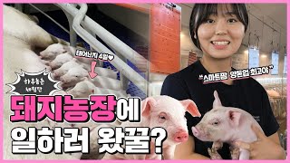 돼지농장에 일하러 왔꿀?