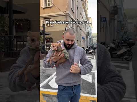 Link in bio #usa #florida #dog #pet