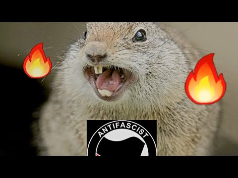 Conibear 110 trap ANTIFA squirrels get it !