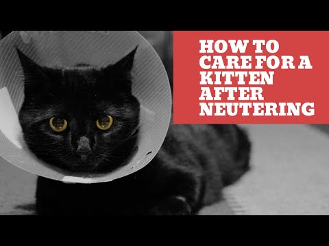 How to Care for a Kitten After Neutering - A Quick Guide