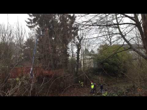 baum fällen geht schief