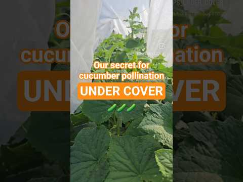 Cucumber Pollination: UNDER COVER