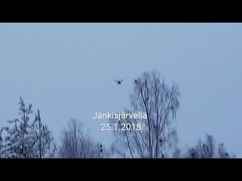 Latvalinnustusta ruotsissa 25.1.2018