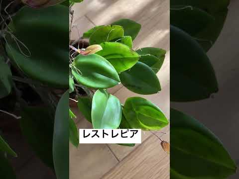 レストレピアについて詳しく解説