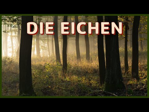 Heimische Baumarten kennenlernen: Die Eichen (Stiel-, Trauben-, Roteiche; Quercus)