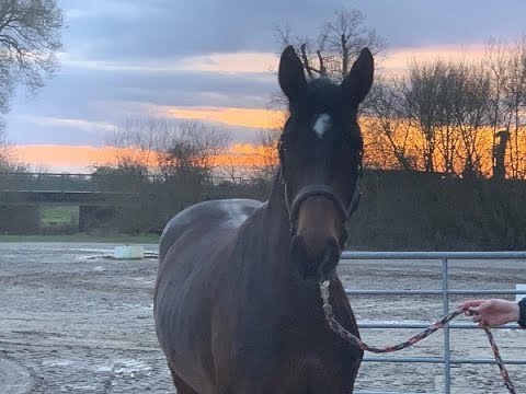 ESTEFANIA 4j. v. Estobar - Franz Liszt  VB 9.000,- Euro