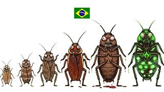 Cada Barata do Brasil Explicado em 10 Minutos
