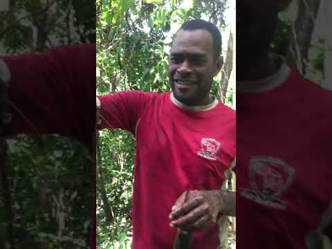Red prawns caught in savusavu Fiji islands
