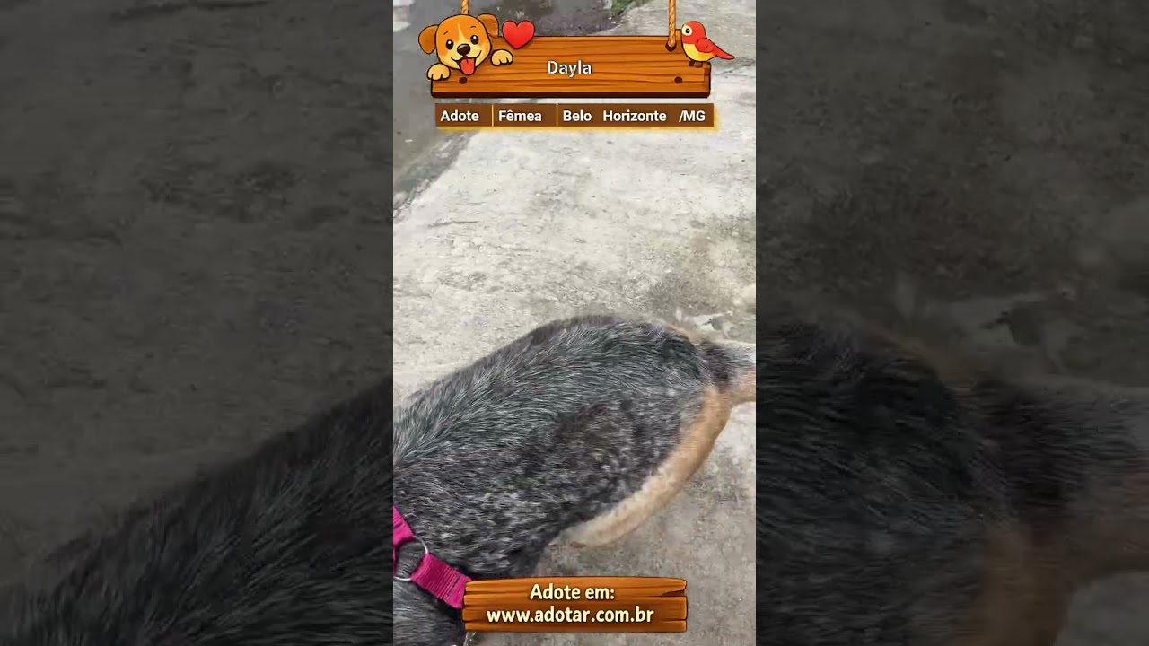 Cachorro raça SRD-ViraLata idade 5 anos nome Dayla