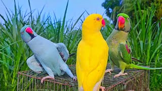 Funny Ringneck Parrot Talking Video