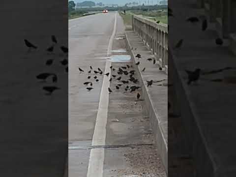 #ArroyoArroyito , tordos en bañado , ruta 18 , km. 345 , departamento de Treinta y Tres , Uruguay 🇺🇾