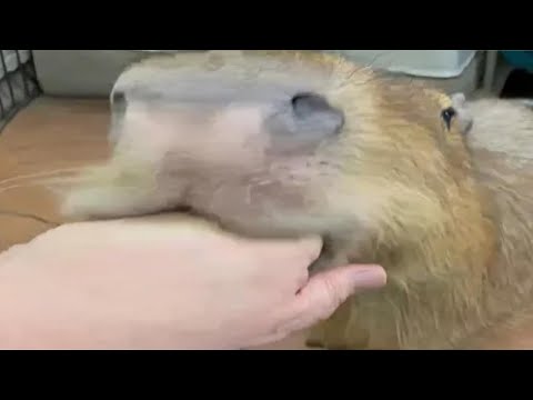 Top 5 Capybara