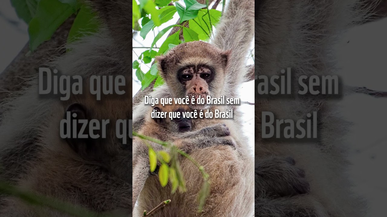 Diga que é do Brasil sem dizer que é do Brasil #POVBrasil #natureza