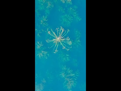 Laguna viral por tener Araucarias bajo el Agua