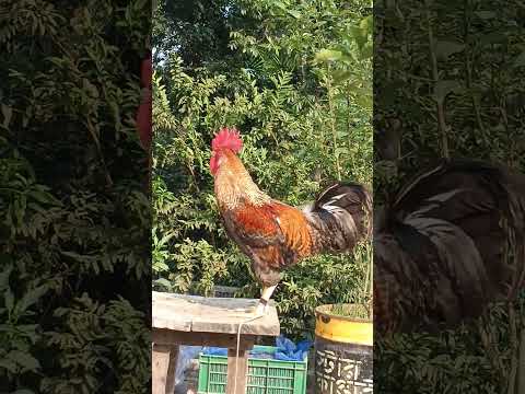 20 different roosters crowing#rooster #chicken #roostercrowing #roostersound #sorts