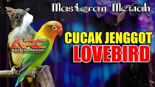 Download lagu MASTERAN CUCAK JENGGOT VS LOVEBIRD | AUDIO JERNIH mp3