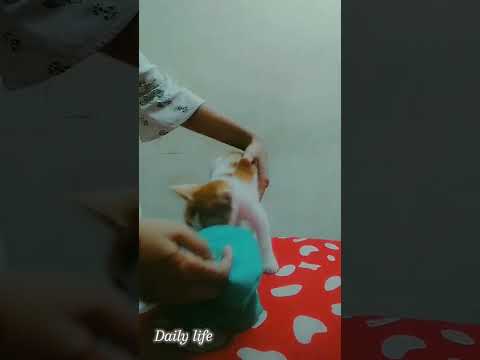 kittyr jama poranor ovhijan😪😪