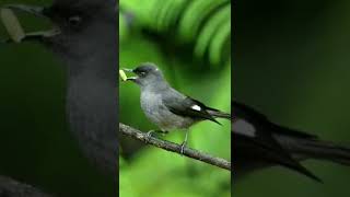 Download lagu Suara burung murai air || full durasi klik link di bawah ini https://youtu.be/PlXaHM07WgA mp3 Download lagu Suara burung murai air || full durasi klik link di bawah ini https://youtu.be/PlXaHM07WgA mp3