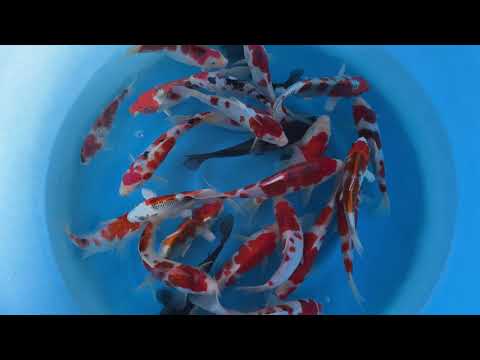 2021 MRO-002 Marusho Tosai Mix 17-23 cm SAMPLE