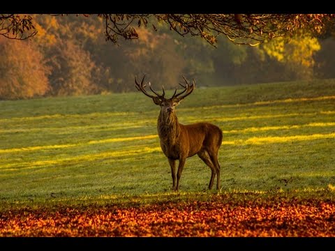 LA MORT DU CERF VERSION CHANTÉE (Slow-Rock) Jean-Désiré BAILLY  #thierrymonicault